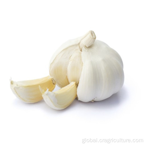 Hardneck Garlic Hot Sale Fresh 5.5cm White Garlic Factory